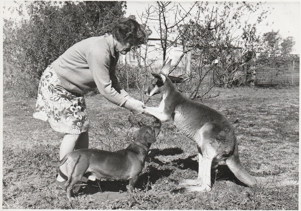 Far West Mission. Deaconess Sr Ethel Helyer a feeds kangaroo and a dog at Hungerford. 