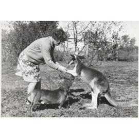Far West Mission. Deaconess Sr Ethel Helyer a feeds kangaroo and a dog at Hungerford. 